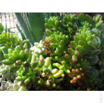 Flowery Closeup