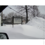 Naturalist Round Up